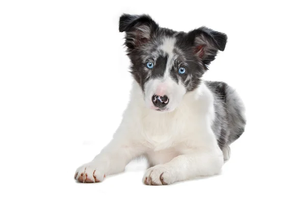 Azul merle border collie filhote de cachorro — Fotografia de Stock