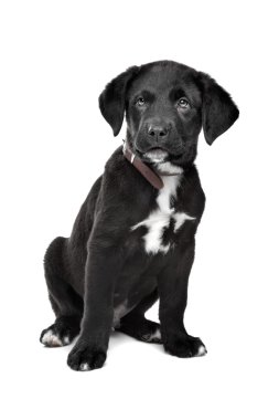 karışık cins köpek yavrusu