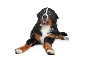 Bernese dağ köpeği