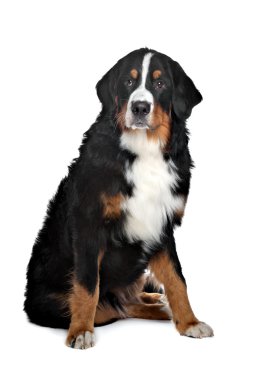 Bernese dağ köpeği