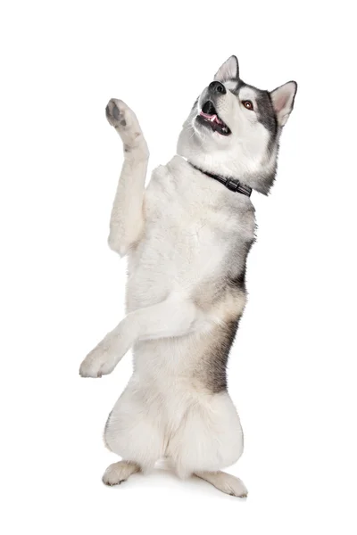 ไซบีเรีย husky — ภาพถ่ายสต็อก