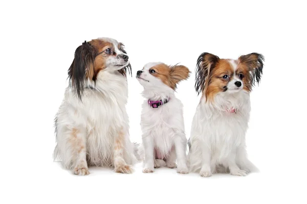 Três cães Papillon — Fotografia de Stock