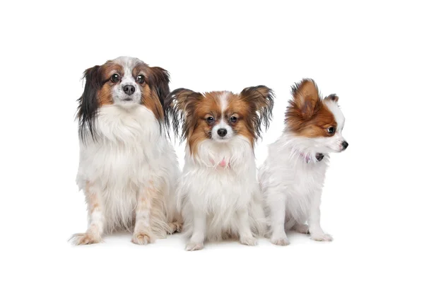パピヨン犬を 3 匹 — ストック写真