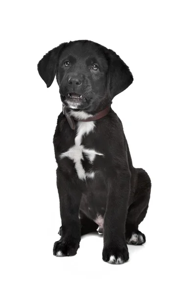 Gemengd ras pup — Stockfoto