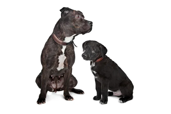 Dua anjing ras campuran — Stok Foto