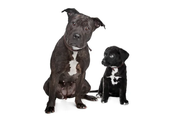 Two mixed breed dogs — Stock Photo, Image
