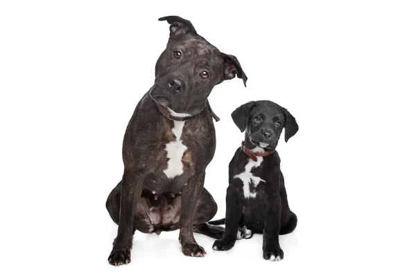 Dos perros de raza mixta — Foto de Stock