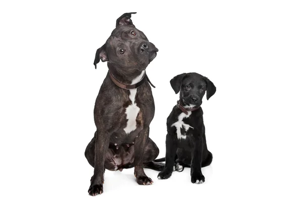 Дві змішані породи собак — стокове фото