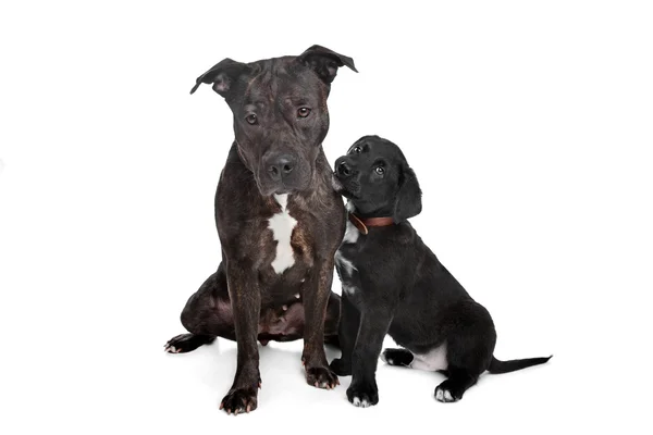 Две собаки смешанной породы — стоковое фото