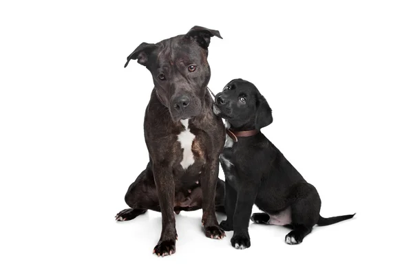 Две собаки смешанной породы — стоковое фото