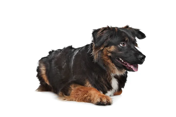 stock image Mixed breed dog