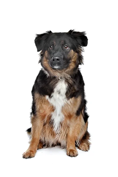 Mixed breed dog — Stock Photo, Image