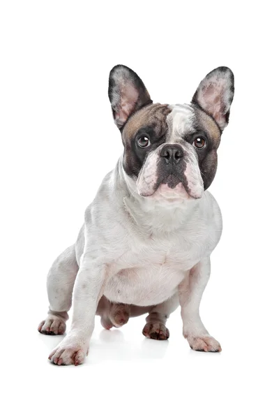 Franse bulldog — Stockfoto