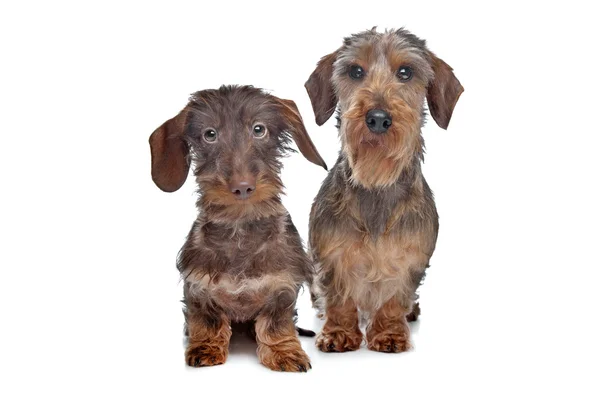 Två miniatyr Strävhåriga taxar hundar — Stockfoto