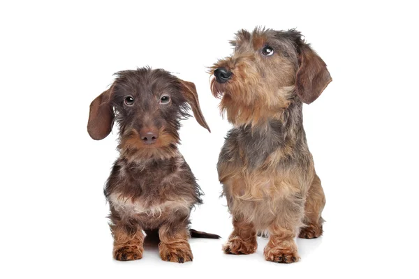 Dva miniaturní hrubosrstý jezevčík psi — Stock fotografie