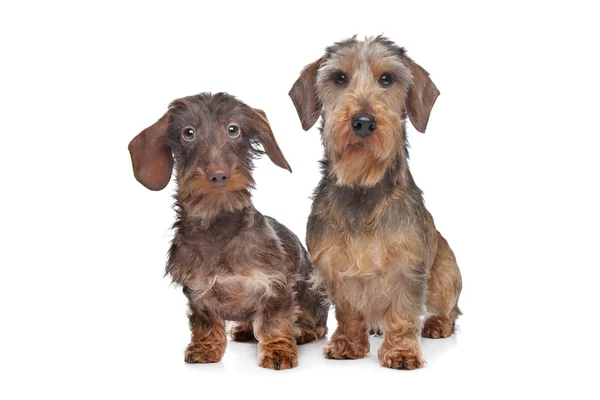 Due cani bassotto con i capelli a filo in miniatura — Foto Stock