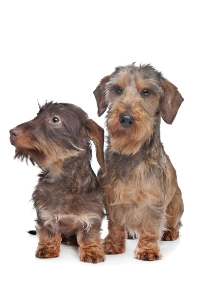 Dos perros salchichas de pelo de alambre miniatura — Foto de Stock
