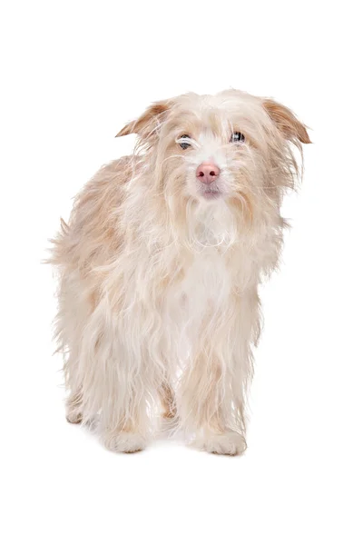 Karışık breed podengo köpek — Stok fotoğraf