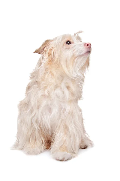 Gemengd ras podengo hond — Stockfoto