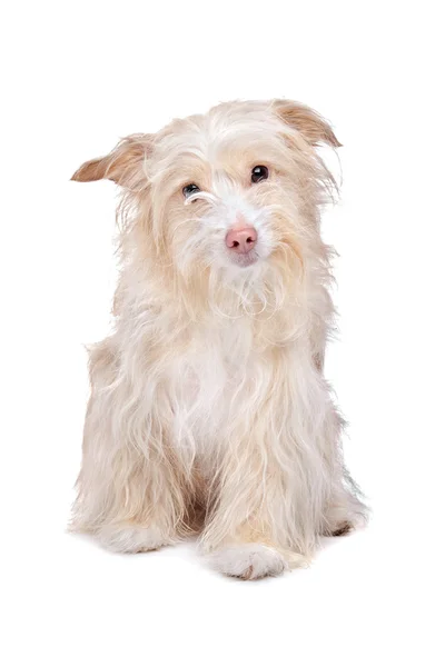 混合された品種ポーチュギース犬 — ストック写真