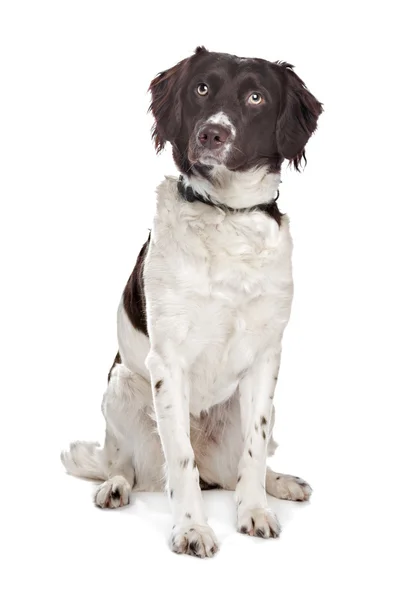 Mischlingshund. holländischer Rebhuhnhund, friesischer Zeighund — Stockfoto