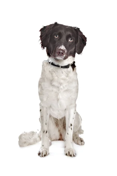 Vegyes fajta kutya. Holland fogoly kutya, fríz Vizsla — Stock Fotó