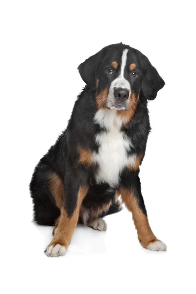 Bernese Mountain Dog — Stock Photo, Image