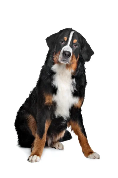 Бернський гірська собака — стокове фото