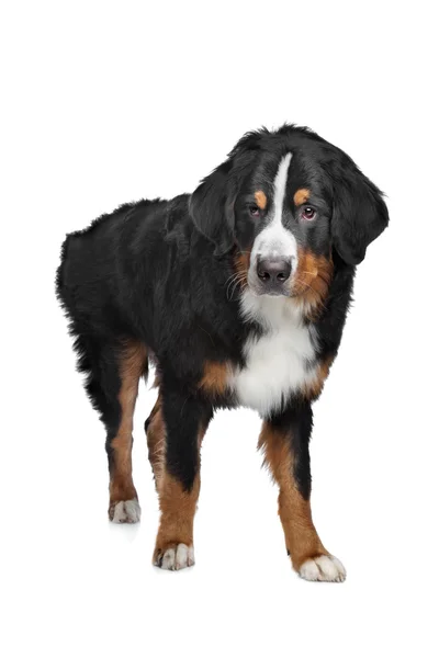 Bernský salašnický pes — Stock fotografie