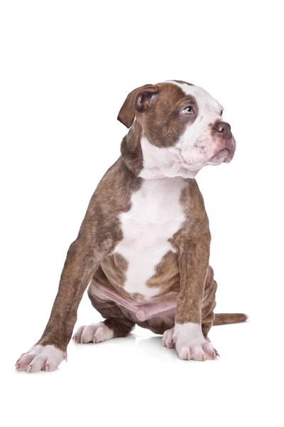 American Bulldog in front of a white background — Stock Photo, Image