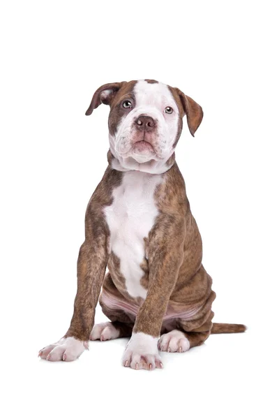 American Bulldog na frente de um fundo branco — Fotografia de Stock