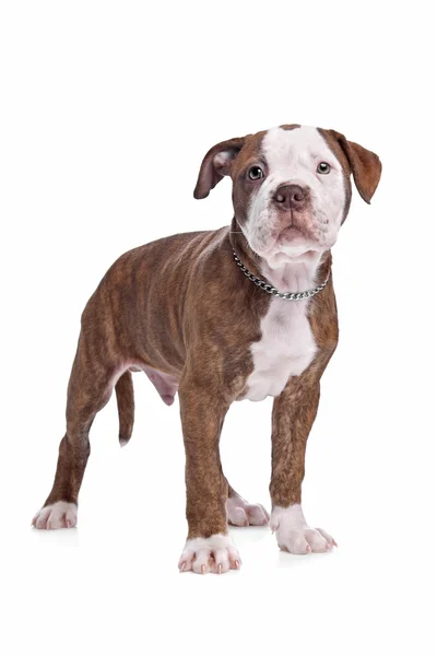 Bulldog americano di fronte a uno sfondo bianco — Foto Stock