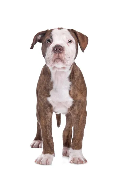 Amerikaanse bulldog voor een witte achtergrond — Stockfoto