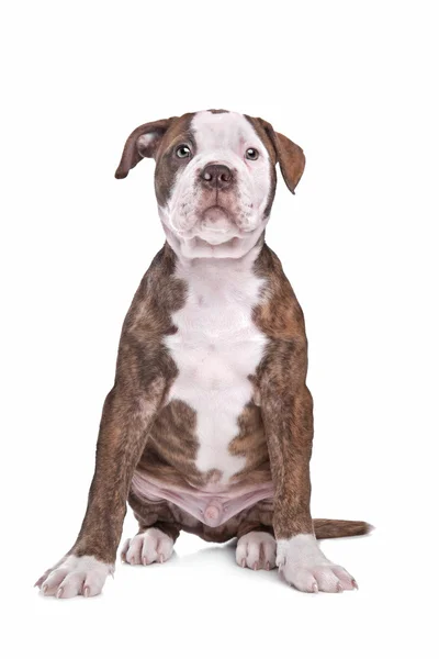 Amerikai Bulldog, fehér háttér előtt — Stock Fotó