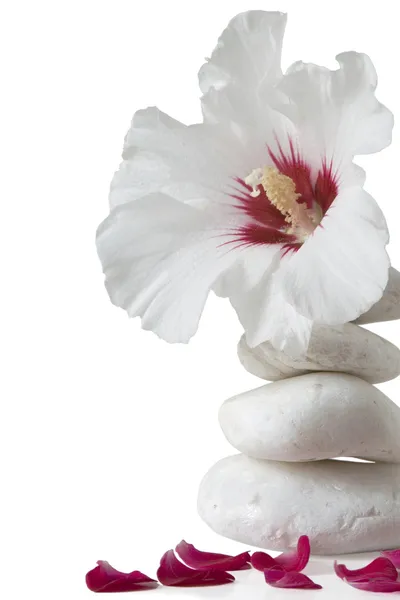 Piedras zen con flor —  Fotos de Stock