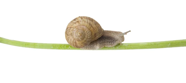 Snail on green — Stock Photo, Image