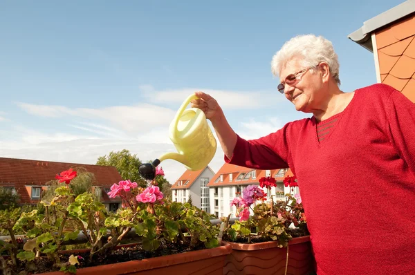 Oude vrouw drenken bloemen — Stockfoto