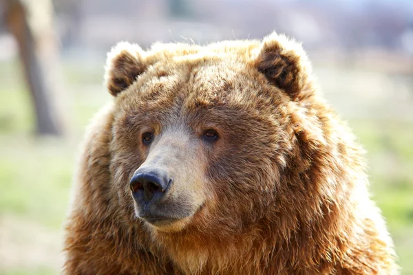 Testa di orso marrone — Foto Stock
