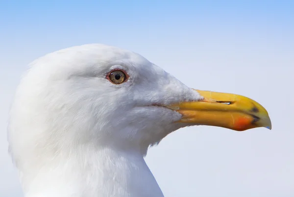 Seagull Profile Close — Stock Photo, Image