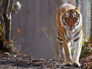 Bengal kaplanı hayvanat bahçesinde