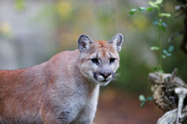 Prowling Mountain Lion clipart