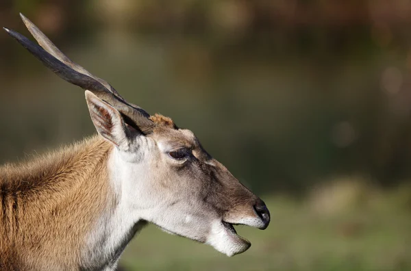 Testa di antilope — Foto Stock