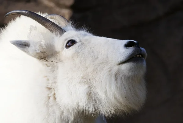 Mountain Goat Looking up — Stock Photo, Image