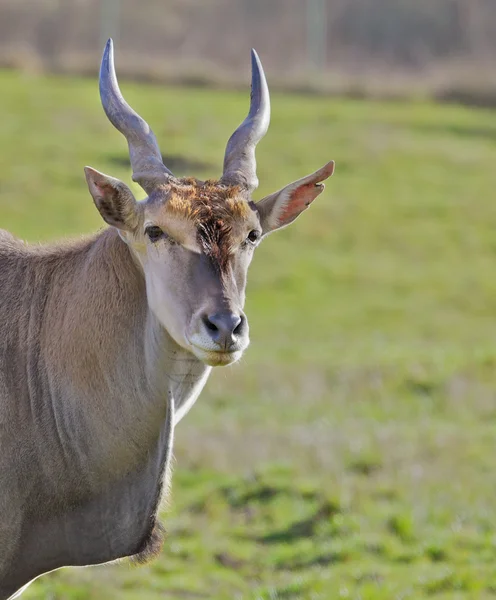 Antilop huvud grönt fält — Stockfoto
