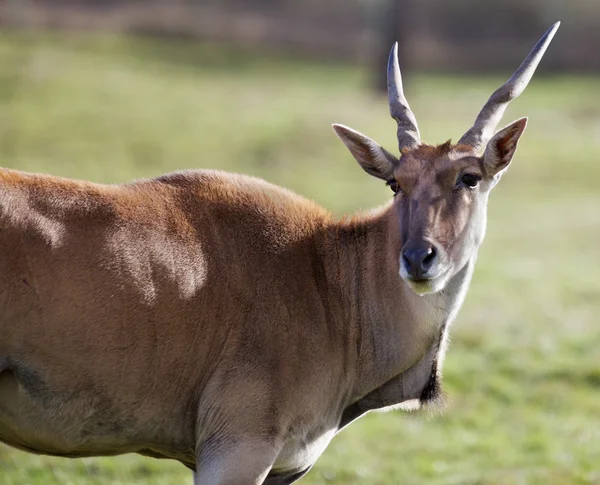 Tête d'antilope tournée — Photo