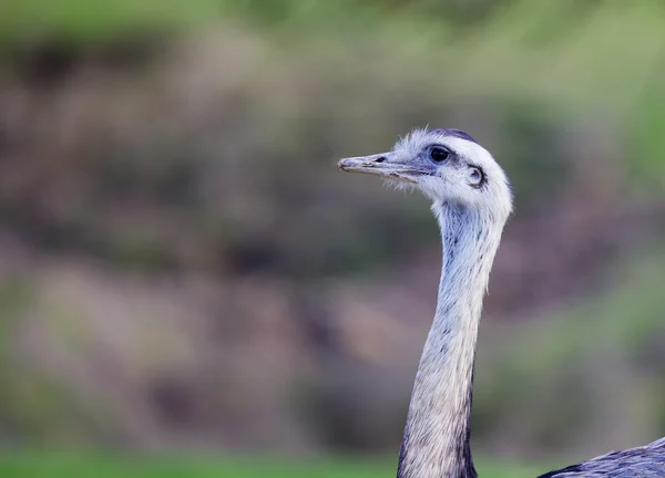 Emu head and neck — Stock Photo, Image
