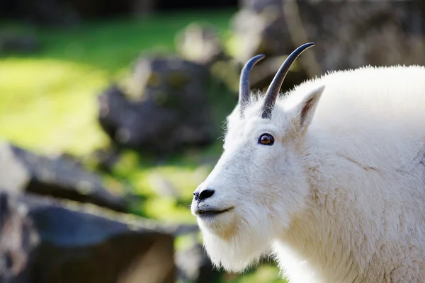 Rocky Mountain Goat — Stockfoto