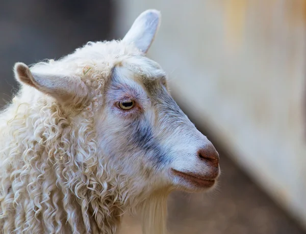 Sheeps hoofd — Stockfoto