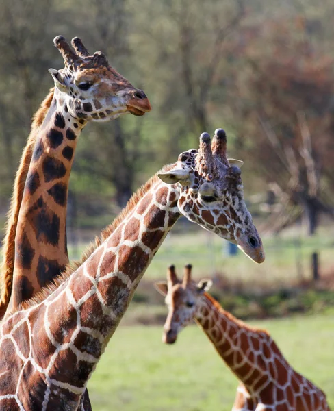 Three Giraffe family narrow DOF — Stock Photo, Image