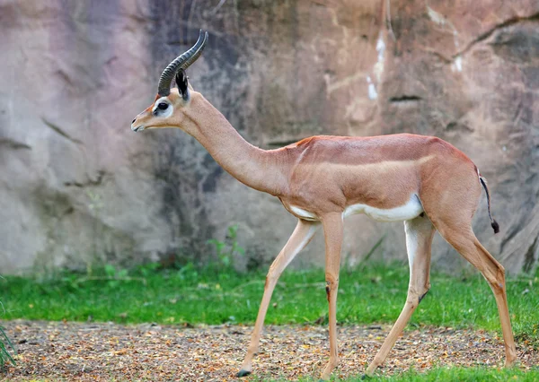 Mladá gazela — Stock fotografie